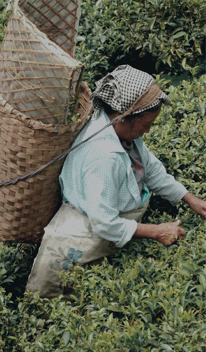 Tchai - Image 3